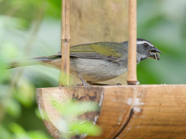 Groenvleugelsaltator (Saltator similis)
